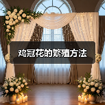 鸡冠花的繁殖方法(图1) 鸡冠花的繁殖方法(图1)