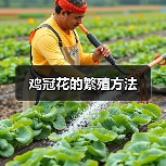 鸡冠花的繁殖方法(图2) 鸡冠花的繁殖方法(图2)