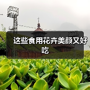这些食用花卉美颜又好吃(图4) 这些食用花卉美颜又好吃(图4)
