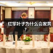 红掌叶子为什么会发黄?(图4) 红掌叶子为什么会发黄?(图4)