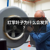 红掌叶子为什么会发黄?(图2) 红掌叶子为什么会发黄?(图2)