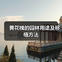 黄花槐的园林用途及移植方法(图2) 黄花槐的园林用途及移植方法(图2)