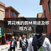 黄花槐的园林用途及移植方法(图1) 黄花槐的园林用途及移植方法(图1)