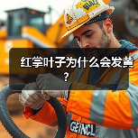 红掌叶子为什么会发黄?(图3) 红掌叶子为什么会发黄?(图3)