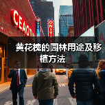 黄花槐的园林用途及移植方法(图3) 黄花槐的园林用途及移植方法(图3)
