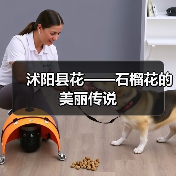 沭阳县花——石榴花的美丽传说(图3) 沭阳县花——石榴花的美丽传说(图3)