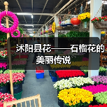 沭阳县花——石榴花的美丽传说(图4) 沭阳县花——石榴花的美丽传说(图4)