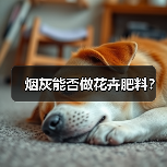 烟灰能否做花卉肥料?(图2) 烟灰能否做花卉肥料?(图2)