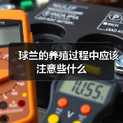 球兰的养殖过程中应该注意些什么(图1) 球兰的养殖过程中应该注意些什么(图1)
