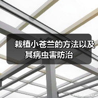 栽植小苍兰的方法以及其病虫害防治(图1) 栽植小苍兰的方法以及其病虫害防治(图1)