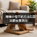 栽植小苍兰的方法以及其病虫害防治(图2) 栽植小苍兰的方法以及其病虫害防治(图2)