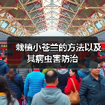 栽植小苍兰的方法以及其病虫害防治(图3) 栽植小苍兰的方法以及其病虫害防治(图3)
