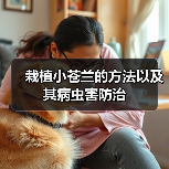 栽植小苍兰的方法以及其病虫害防治(图4) 栽植小苍兰的方法以及其病虫害防治(图4)