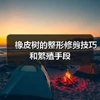 橡皮树的整形修剪技巧和繁殖手段(图4) 橡皮树的整形修剪技巧和繁殖手段(图4)