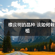 橡皮树的品种 该如何栽植(图3) 橡皮树的品种 该如何栽植(图3)
