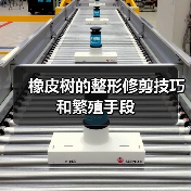橡皮树的整形修剪技巧和繁殖手段(图1) 橡皮树的整形修剪技巧和繁殖手段(图1)