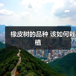 橡皮树的品种 该如何栽植(图1) 橡皮树的品种 该如何栽植(图1)