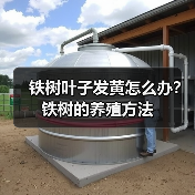铁树叶子发黄怎么办?铁树的养殖方法(图1) 铁树叶子发黄怎么办?铁树的养殖方法(图1)