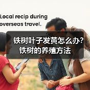 铁树叶子发黄怎么办?铁树的养殖方法(图2) 铁树叶子发黄怎么办?铁树的养殖方法(图2)