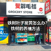 铁树叶子发黄怎么办?铁树的养殖方法(图3) 铁树叶子发黄怎么办?铁树的养殖方法(图3)
