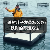 铁树叶子发黄怎么办?铁树的养殖方法(图4) 铁树叶子发黄怎么办?铁树的养殖方法(图4)