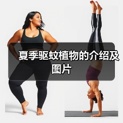 夏季驱蚊植物的介绍及图片(图4) 夏季驱蚊植物的介绍及图片(图4)