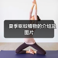 夏季驱蚊植物的介绍及图片(图3) 夏季驱蚊植物的介绍及图片(图3)