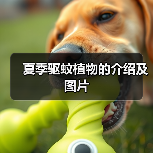 夏季驱蚊植物的介绍及图片(图1) 夏季驱蚊植物的介绍及图片(图1)