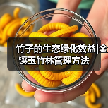 竹子的生态绿化效益|金镶玉竹林管理方法(图1) 竹子的生态绿化效益|金镶玉竹林管理方法(图1)