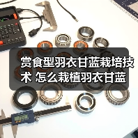 赏食型羽衣甘蓝栽培技术 怎么栽植羽衣甘蓝(图2) 赏食型羽衣甘蓝栽培技术 怎么栽植羽衣甘蓝(图2)