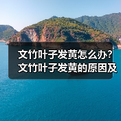 文竹叶子发黄怎么办?文竹叶子发黄的原因及解决方法(图4) 文竹叶子发黄怎么办?文竹叶子发黄的原因及解决方法(图4)