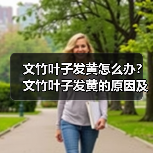 文竹叶子发黄怎么办?文竹叶子发黄的原因及解决方法(图1) 文竹叶子发黄怎么办?文竹叶子发黄的原因及解决方法(图1)