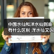 中国水仙和洋水仙到底有什么区别 洋水仙又叫什么(图1) 中国水仙和洋水仙到底有什么区别 洋水仙又叫什么(图1)