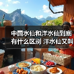 中国水仙和洋水仙到底有什么区别 洋水仙又叫什么(图4) 中国水仙和洋水仙到底有什么区别 洋水仙又叫什么(图4)