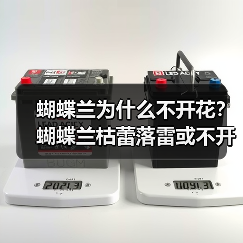 蝴蝶兰为什么不开花?蝴蝶兰枯蕾落雷或不开花的原因是什么?(图2) 蝴蝶兰为什么不开花?蝴蝶兰枯蕾落雷或不开花的原因是什么?(图2)