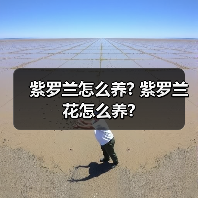 紫罗兰怎么养? 紫罗兰花怎么养?(图1) 紫罗兰怎么养? 紫罗兰花怎么养?(图1)