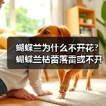 蝴蝶兰为什么不开花?蝴蝶兰枯蕾落雷或不开花的原因是什么?(图1) 蝴蝶兰为什么不开花?蝴蝶兰枯蕾落雷或不开花的原因是什么?(图1)