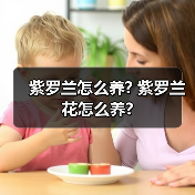 紫罗兰怎么养? 紫罗兰花怎么养?(图3) 紫罗兰怎么养? 紫罗兰花怎么养?(图3)
