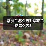 紫罗兰怎么养? 紫罗兰花怎么养?(图4) 紫罗兰怎么养? 紫罗兰花怎么养?(图4)
