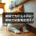 蝴蝶兰为什么不开花?蝴蝶兰枯蕾落雷或不开花的原因是什么?(图4) 蝴蝶兰为什么不开花?蝴蝶兰枯蕾落雷或不开花的原因是什么?(图4)