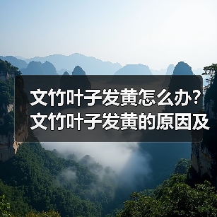 文竹叶子发黄怎么办?文竹叶子发黄的原因及解决方法(图3) 文竹叶子发黄怎么办?文竹叶子发黄的原因及解决方法(图3)
