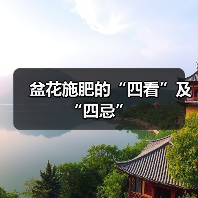 盆花施肥的“四看”及“四忌”(图3) 盆花施肥的“四看”及“四忌”(图3)