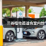 三类植物最适合室内放(图3) 三类植物最适合室内放(图3)