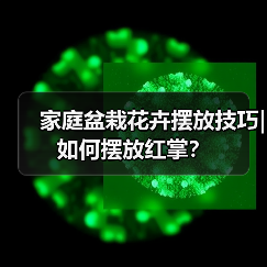 家庭盆栽花卉摆放技巧|如何摆放红掌?(图2) 家庭盆栽花卉摆放技巧|如何摆放红掌?(图2)