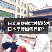 日本早樱栽培种植技术|日本早樱如何养护?(图2) 日本早樱栽培种植技术|日本早樱如何养护?(图2)