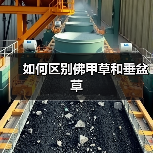 如何区别佛甲草和垂盆草（图2）