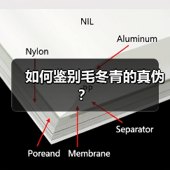 如何鉴别毛冬青的真伪?(图1) 如何鉴别毛冬青的真伪?(图1)