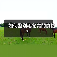 如何鉴别毛冬青的真伪?(图2) 如何鉴别毛冬青的真伪?(图2)
