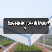 如何鉴别毛冬青的真伪?(图3) 如何鉴别毛冬青的真伪?(图3)