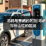 毛鹃与春鹃的区别|毛鹃与映山红的区别（图2）